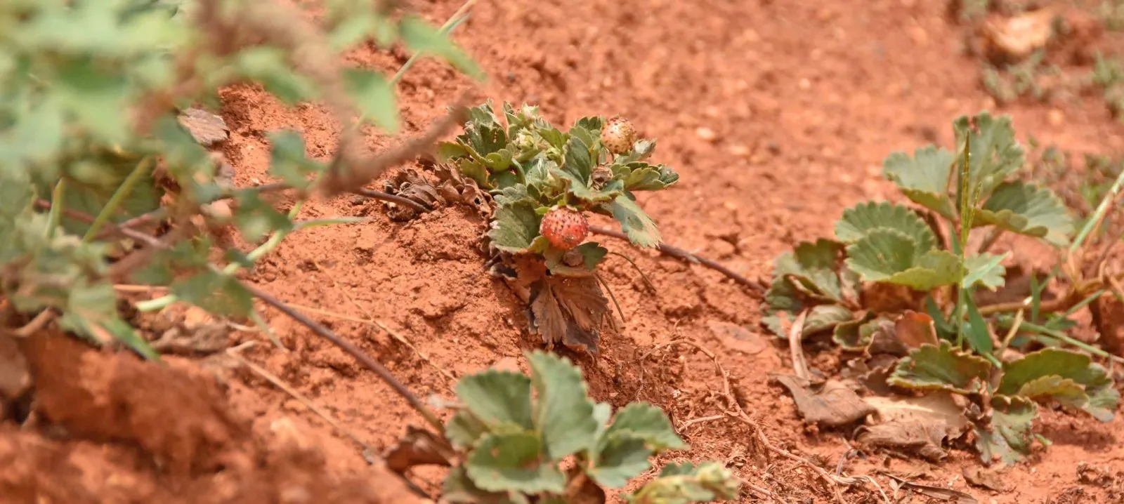 Hindalco is a leader in sustainable mining